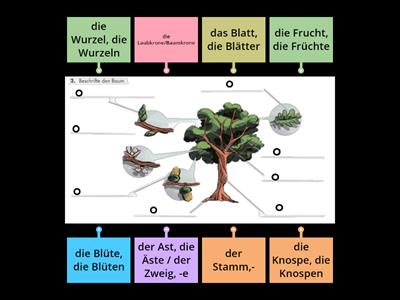 Die Teile der Bäume. Extra