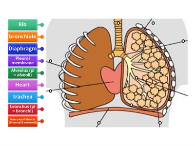 Structure of the Lungs 