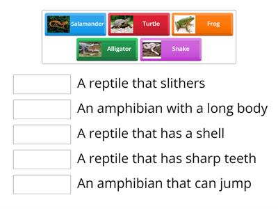 Match Reptiles & Amphibians