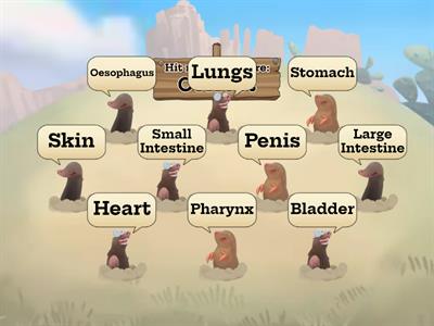 Organs of the Digestive System