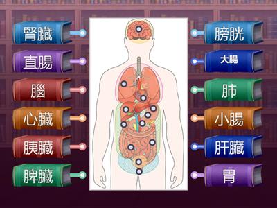南一國中健體1上ch1-2人體內部構造-器官