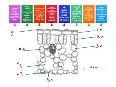Leaf cross section structures and functions