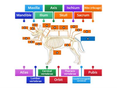 Canine Anatomy - Skeleton part 1