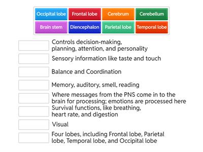 Brain: Anatomy and Physiology