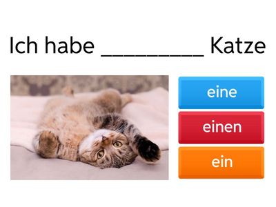 Haustiere_Ein eine einen + Akk