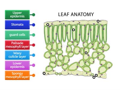leaf structure