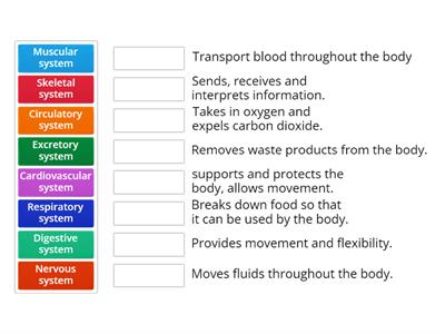 Human Body System