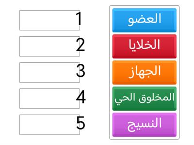 رتبي مستويات التنظيم