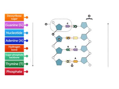 Structure of DNA JM