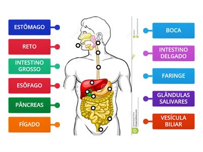 SISTEMA DIGESTÓRIO - 5º ANO