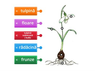 GHIOCELUL - alcătuire