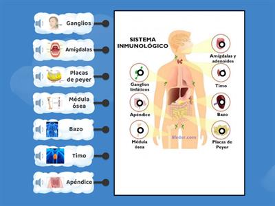 Sistema inmunologico