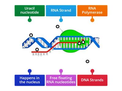 Transcription Model