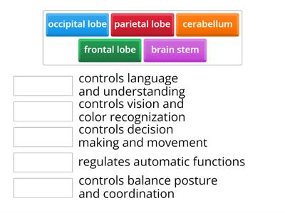the functions of the brain