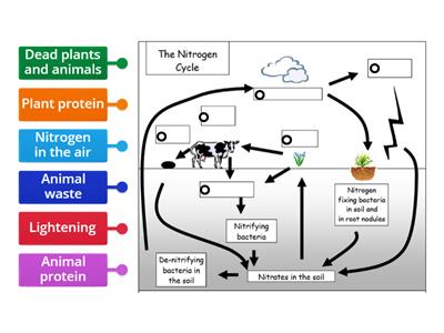 Nitrogen Cycle