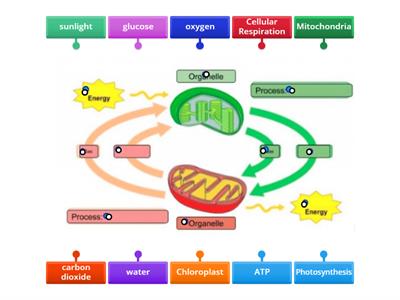Photosynthesis and Cellular Respiration
