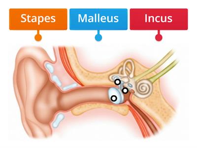 Ear Bones