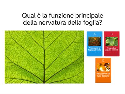 QUIZ SULLE FOGLIE 