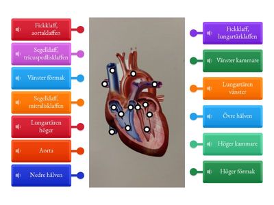 Hjärtats anatomi - med ljud