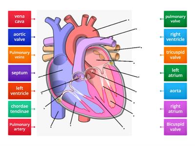 The heart structure