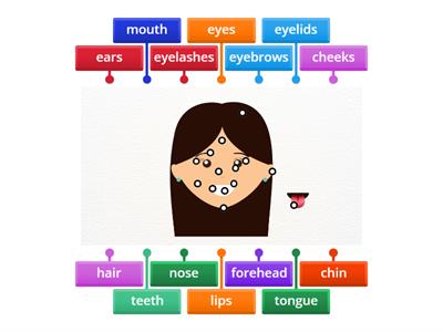 Parts of the face