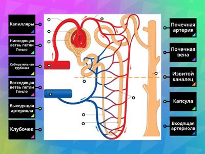 Строение нефрона