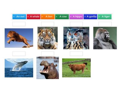 Animals listen and match