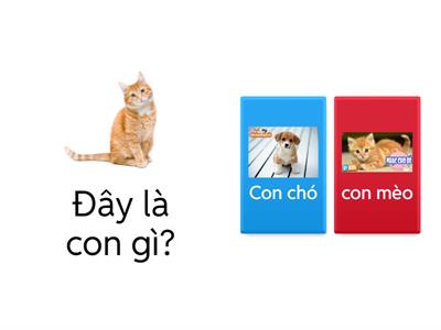 Jolio- Đào- Đố vui