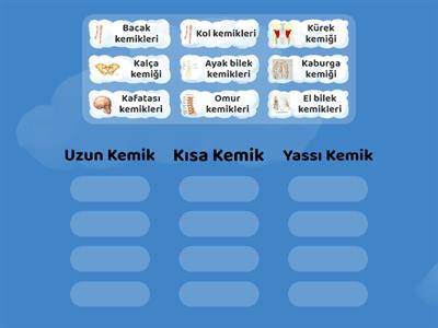 Kemik Çeşitleri