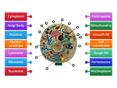 Label the Animal Cell