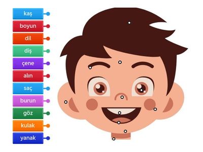 Başımızın bölümleri