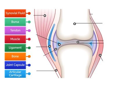 Synovial Joint - Knee Structure