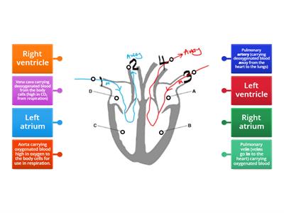 Flow labelled - structure and function of the heart