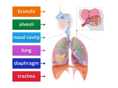 Respiratory system