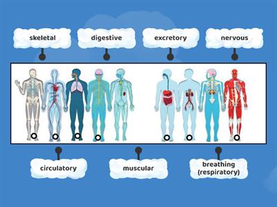 Organ systems