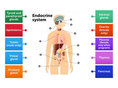 Endocrine glands (label)