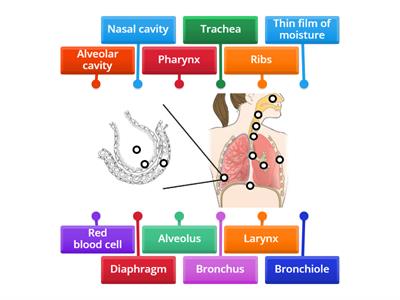 Human respiratory system I