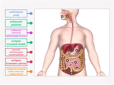 Funkcje układu pokarmowego