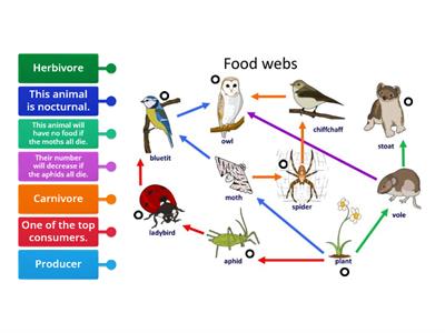 Food webs