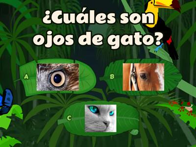 los animales 