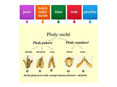 Pukave Plody