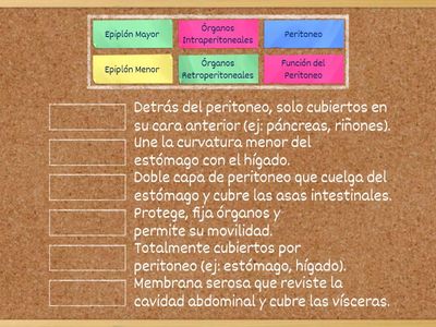 Descubrí la cavidad peritoneal 