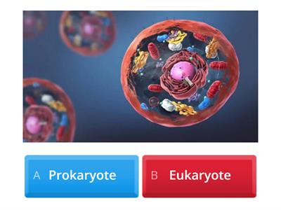 Prokaryote vs Eukaryote
