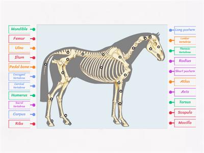 Equine Skeleton 