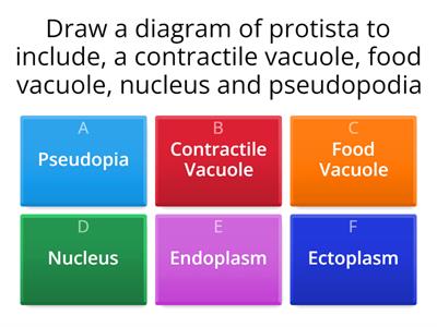 Protista