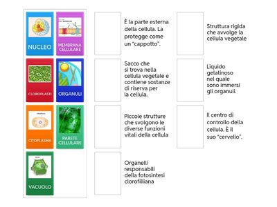 Cellula Animale e Vegetale