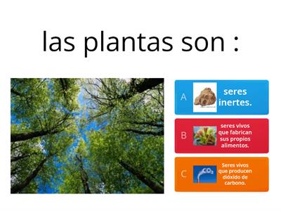 LAS PLANTAS