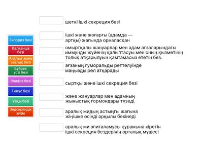 ернар эндокриндік жүйе