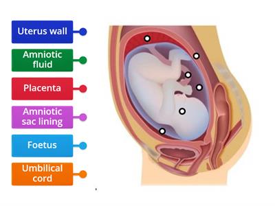 Developing embryo