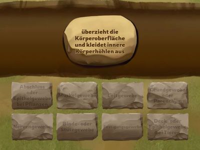 Gewebetypen bei Tieren und Pflanzen II